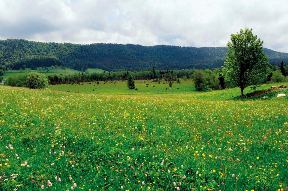 Les spécialistes estiment qu'une belle prairie contient au moins 60 à 70% de graminées, 10 à 20% de légumineuses et maximum 25 à 30% de dicotylédones