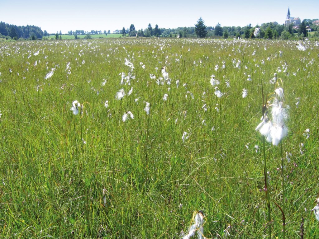 Les tourbières en haut-marais n’ont pas de vocation agricole. Celles en bas-marais ont besoin d’une activité agricole réduite. Ici au Lac-des-Rouges-Truites.