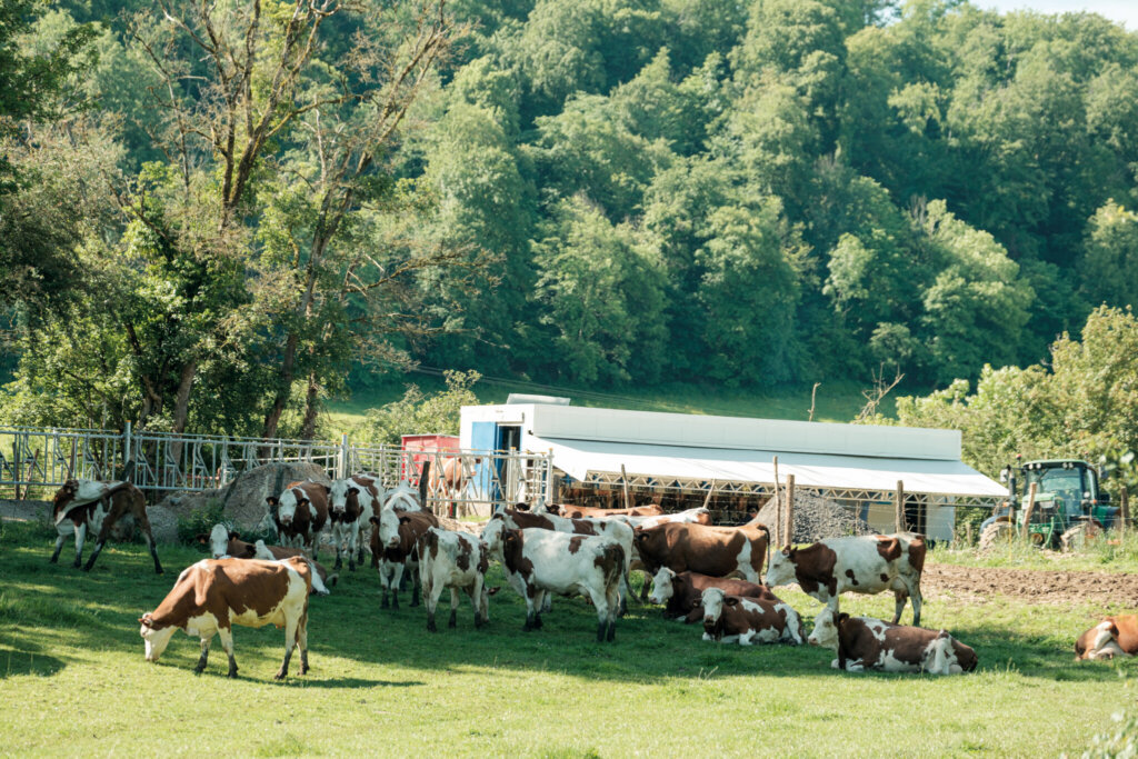 La salle de traite est entourée de 35 hectares de pâture. 
Photo Loris Faé