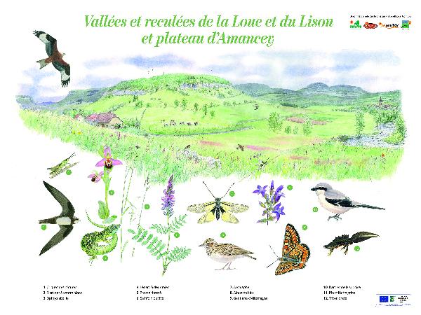 L'été de la Biodiversité. La faune et la flore de Bourgogne à la