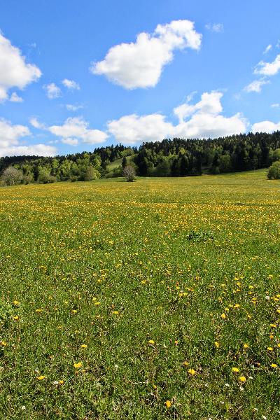 Le paysage est surtout composé de praires naturelles destinées au pâturage et à la fauche. (photos ©CIGC/Petit)