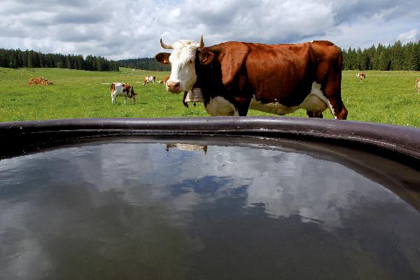 Une vache boit en moyenne 100 l d’eau / jour quand il fait chaud. La consommation d’un cheptel est donc relativement importante, d’où la nécessité d’une eau abondante et de qualité !