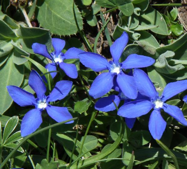 Gentiane printanière (Gentiana verna)