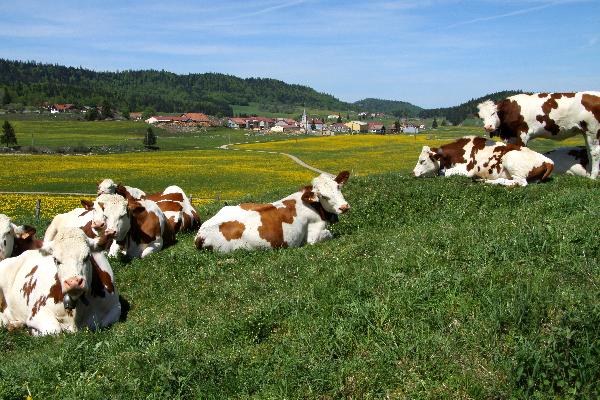 Le petit village des Pontets, dans le canton de Mouthe, compte 115 âmes. (Photo © CIGC / T. Petit)