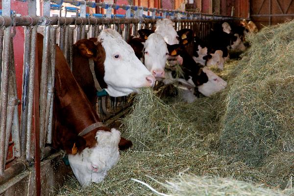 Logées dans des installations bien entretenues, les vaches ont toutes les chances de passer un hiver douillet !