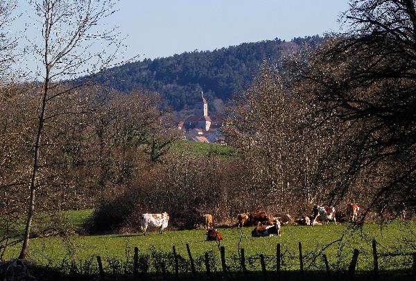 La filière Comté contribue au maintien de l'agriculture en Petite Montagne. (Photo © CIGC/Petit)