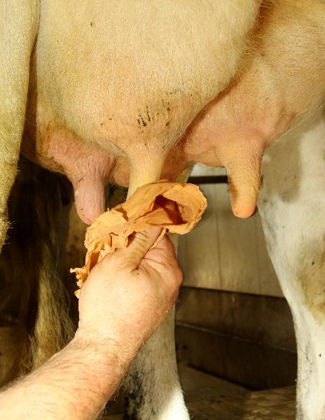 Le nettoyage à sec des trayons avant la traite (paille de bois, papier) peut favoriser la flore microbienne utile.