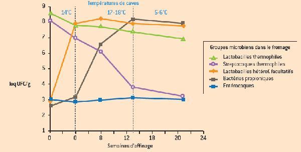 Graphique : l'évolution des grands groupes microbiens au cours de l'affinage du Comté 2011