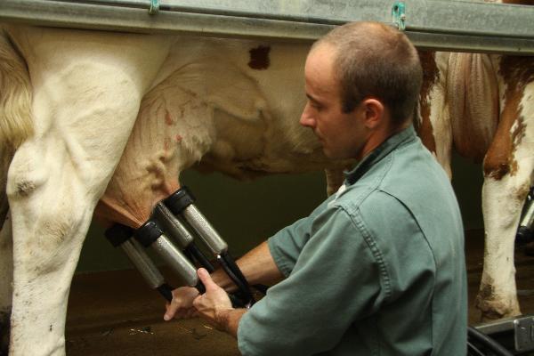 Les pratiques des éleveurs ont une influence sur la nature des micro-organismes présents sur les trayons de la vache.