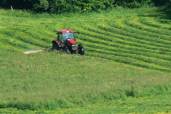 Fauchée verte puis séchée, l'herbe de la zone AOP servira à nourrir le troupeau durant l'hiver.