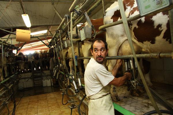 Au moment de la traite, l'objectif est d'avoir des animaux en bonne santé, propres