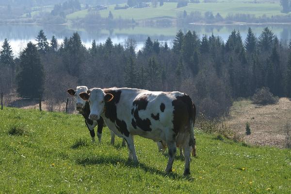 Le cahier des charges du Comté insiste sur la qualité de l'alimentation du troupeau et recense les éléments prouvant que le produit est originaire de l'aire géographique de l'AOP.