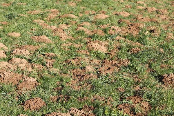 Les pullulations de campagnols peuvent détruire de grandes surfaces de prairies.