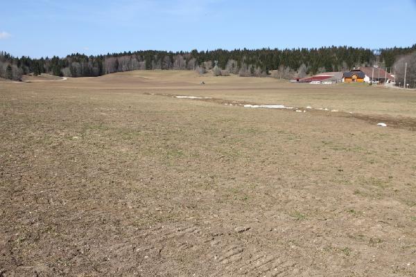 Exemples de dégâts infligés par les campagnols sur une prairie (vue de loin)