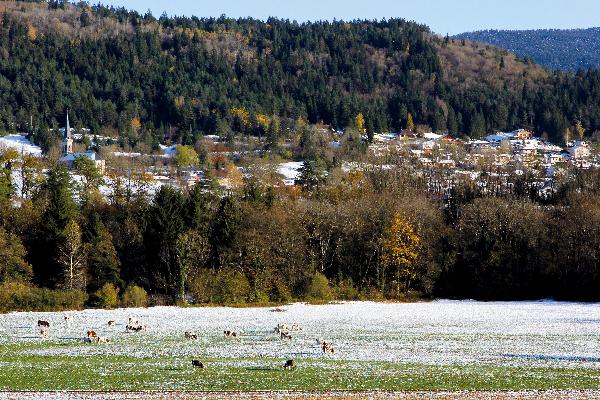 Au premier plan, les vaches broutent dans la vallée de l’Oignin. Au loin, on devine le village de Saint-Martin-du-Fresne.