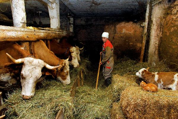 Laurence Moyse, dans l’étable de son exploitation à Septmoncel dans le Haut-Jura.