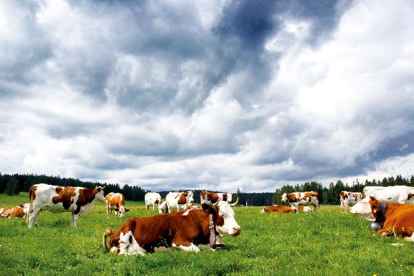 Les propriétaires d’alpages peuvent bénéficier d’aides au pastoralisme pour l’abreuvement